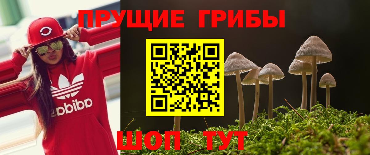 Галлюциногенные грибы Psilocybine cubensis Свободный
